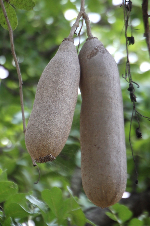 sausage tree